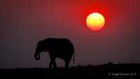 African Elephant at Sunset 9x16