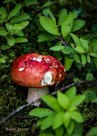 Alaskan Mushroom 8x10