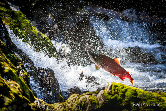 Try Try Again, Salmon jumping Alaskan falls
