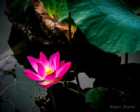 lotus flower zoomed in