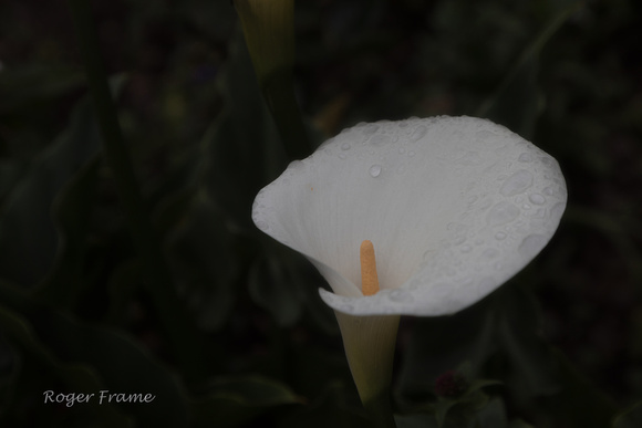 White Cala Lily