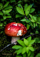 Alaskan Mushroom