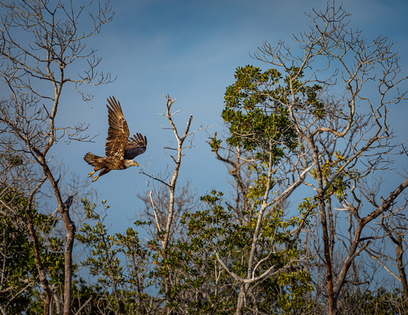 Bald Eagle Flying through Trees