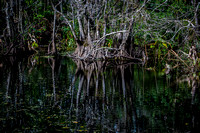 Corkscrew Swamp 3