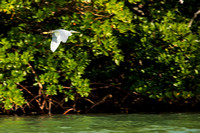 Tricolor Heron Flying over Water