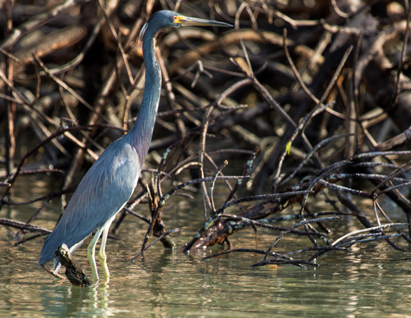 Tricolor Heron Wading in Mangroves