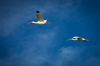 Flying White Ibis