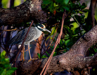 Night Heron on Tree