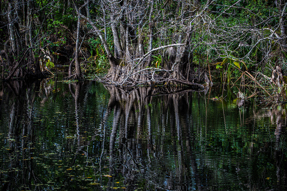 Corkscrew Swamp 3