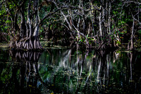 Corkscrew Swamp
