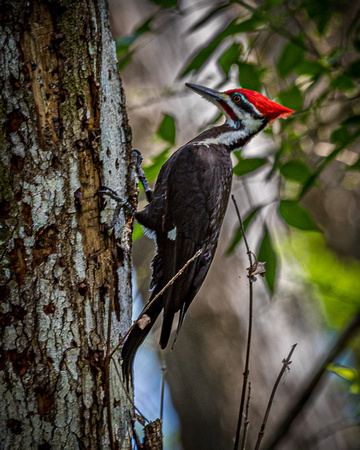 Pileated Woodpecker"