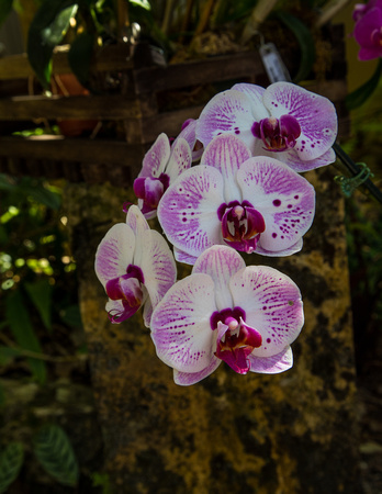 Naples Botanical Garden Orchid