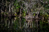Corkscrew Swamp 2